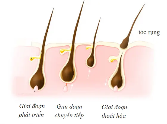 Chu kỳ sinh trưởng của tóc