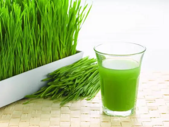 Cỏ lúa mạch