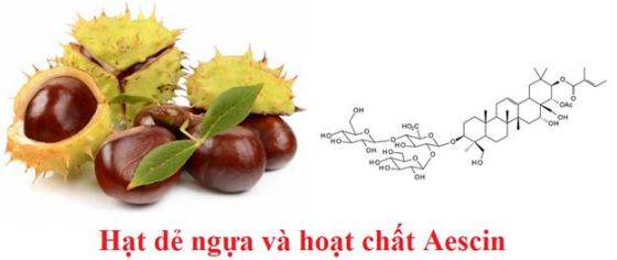 Hạt dẻ ngựa và hoạt chất Aescin