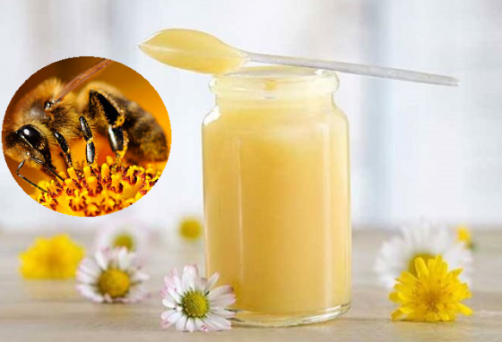 Sữa ong chúa có những lợi ích gì cho sức khỏe?