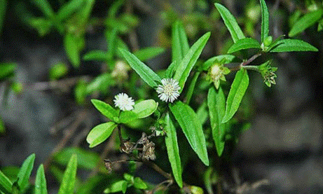 Cỏ nhọ nồi
