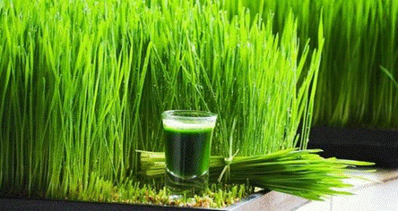 Cỏ lúa mạch