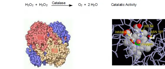 Enzyme catalase- loại bỏ tận gốc nguyên nhân gây bạc tóc 