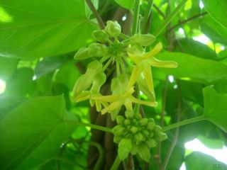 Hỗ trợ điều trị bệnh trĩ bằng cây lá quanh nhà 