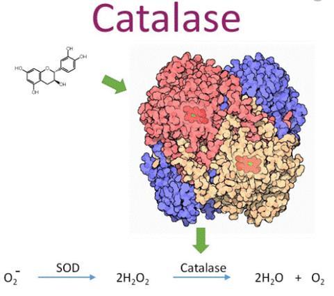 Tác dụng của enzyme catalase