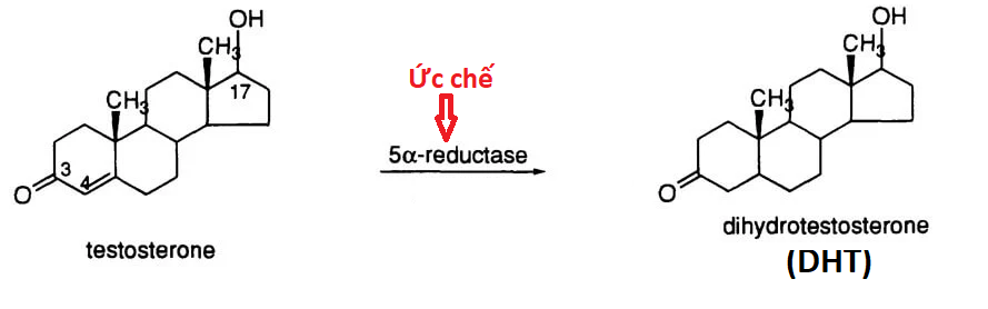 Ức chế enzyme 5-alpha reductase sẽ ngăn rụng tóc hiệu quả