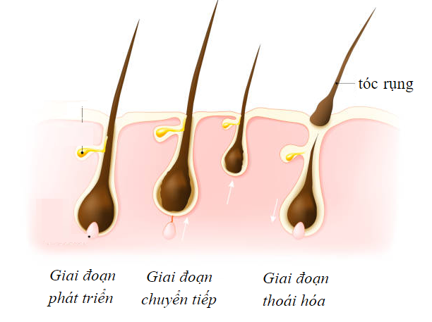 Chu kỳ sinh trưởng của tóc