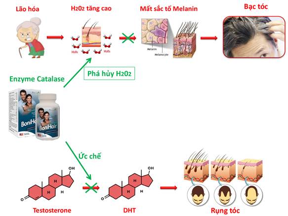 BoniHair vừa ngăn bạc tóc vừa chống rụng tóc