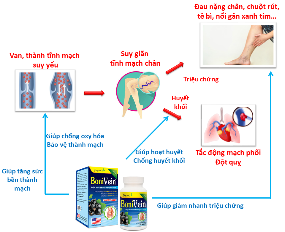 Cơ chế tác dụng của BoniVein